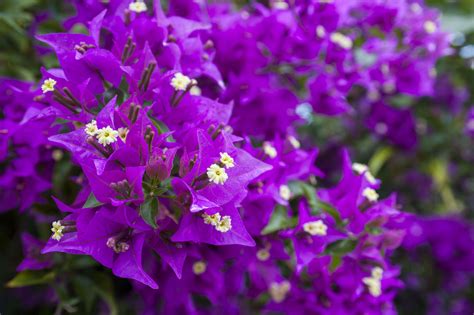 bougainvillea plant varieties